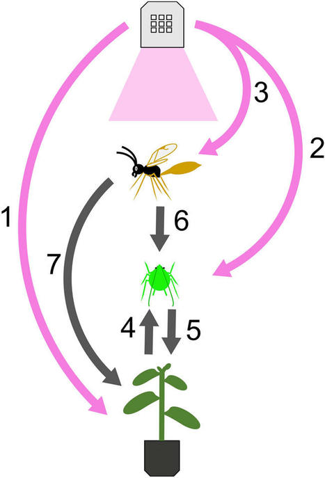 Original Paper in	J Pest Sci • Dorais Lab 2023 • Supplemental LED lighting improves plant growth without impeding biological control of aphids with parasitoids in a tri-trophic greenhouse system | Originals | Scoop.it