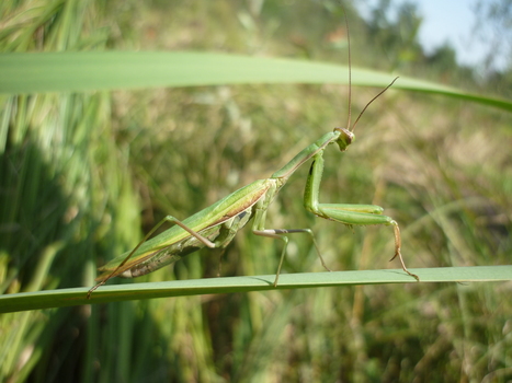 Sur la piste du r&eacute;chauffement climatique en Picardie | EntomoNews | Scoop.it