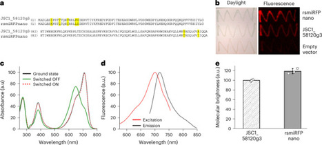 Near-infrared photochromic miniprotein enables photoacoustic molecular imaging of acute inflammation and intracellular antigens | Nmet | RMH | Scoop.it