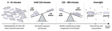 Temporal dynamics of RNA phage infection reveal bacterial recovery despite ongoing viral replication | brveco | RMH | Scoop.it