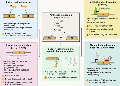 Transposable element DNA and RNA: Drivers of gene expression, evolution, and disease | CEL | RMH | Scoop.it