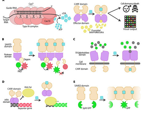 Repurposing Type III CRISPR-Cas as Modular Cellular RNA Biosensors | acs | RMH | Scoop.it