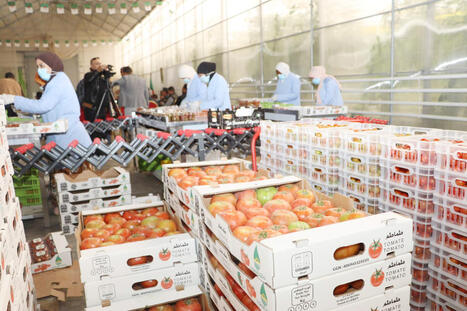 ALGERIE : El-Megha&iuml;er : Exportation de 80 tonnes de tomate vers l&rsquo;Espagne | CIHEAM Press Review | Scoop.it
