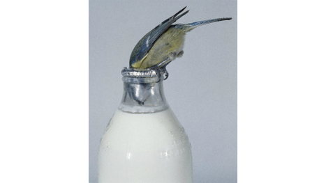 More Intelligent Birds (Like More Intelligent Humans) Have Evolutionarily Novel Preferences | Science News | Scoop.it