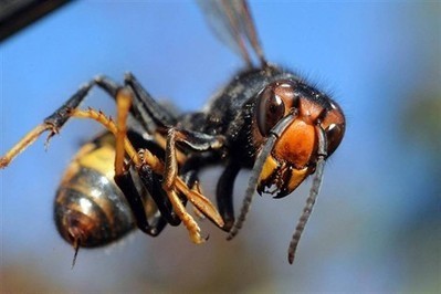 Frelon asiatique. L&rsquo;insecte va &ecirc;tre class&eacute; &laquo;&nbsp;esp&egrave;ce nuisible&nbsp;&raquo; | EntomoNews | Scoop.it