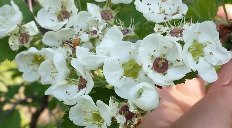 Anxiété: plantes de première ligne  | La Cabane aux Arômes | Scoop.it