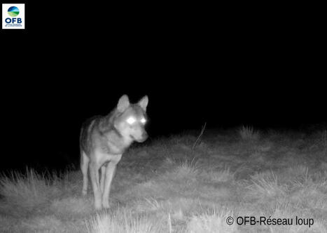Au moins trois loups différents pourraient avoir élu domicile dans les Pyrénées-Atlantiques | BABinfo Pays Basque | Scoop.it