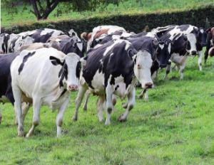 Le lait bio doit maîtriser sa croissance | Lait de Normandie... et d'ailleurs | Scoop.it