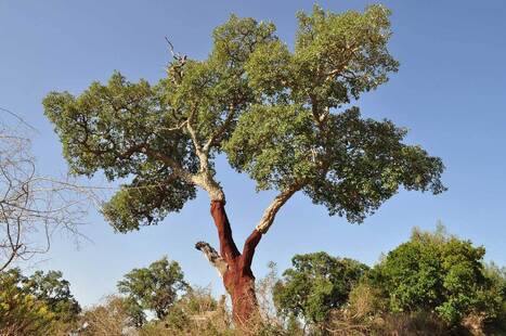 Pro Silva 2025: Integrating biodiversity and climate change adaptation in MEDITERRANEAN FORESTS | CIHEAM Press Review | Scoop.it