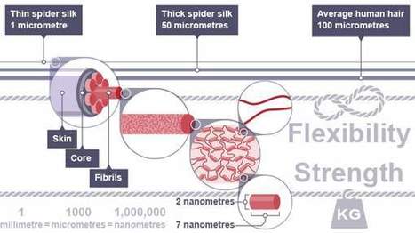 Pourquoi les scientifiques veulent fabriquer de la soie d'araignée? | EntomoNews | Scoop.it