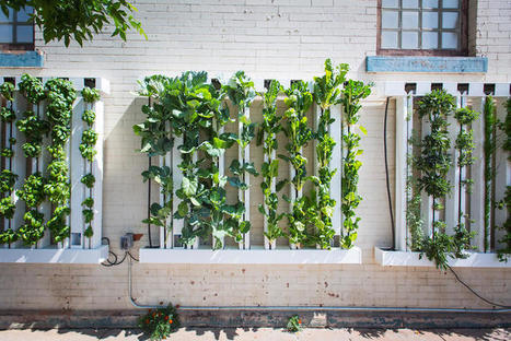 These Vertical Farms Turn Unused City Wall Space Into Gardens That Grow Your Lunch | Peer2Politics | Scoop.it