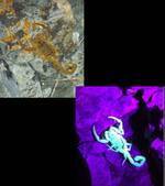 La fluorescence des scorpions un peu mieux connue | EntomoNews | Scoop.it