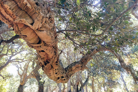 GoProForMED workshop: Preserving and managing Mediterranean forest habitats | Ecosystèmes Tropicaux | Scoop.it
