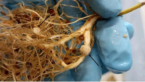 [Ici Occitanie] - L'INRAE de Toulouse a découvert une molécule naturelle qui permet de booster les grandes cultures dans le monde  | Les laboratoires du CNRS Occitanie Ouest dans la presse | Scoop.it