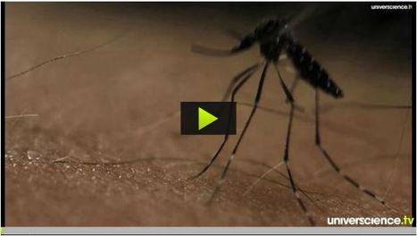 Cycle du moustique Aedes Aegypti | Variétés entomologiques | Scoop.it