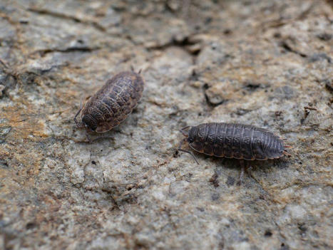 L’inventaire des mille-pattes et des isopodes se poursuit dans les Écrins | Histoires Naturelles | Scoop.it