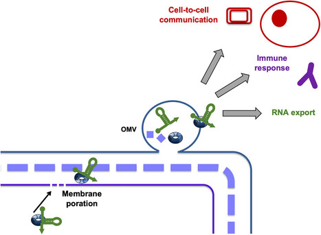 Des ARN expos&eacute;s &agrave; la surface des v&eacute;sicules bact&eacute;riennes OMVs : un nouveau mode de communication cellule-h&ocirc;te? | Life Sciences Universit&eacute; Paris-Saclay | Scoop.it