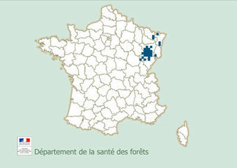 Santé des forêts - ressources et publications | Veille territoriale AURH | Scoop.it