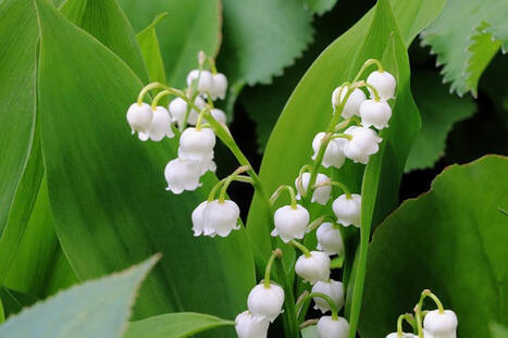 Le muguet du 1er mai (B1) &ndash; | FLE C&Ocirc;T&Eacute; COURS | Scoop.it