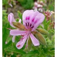 Hydrolat de Géranium Bourbon | Aromathologie | Scoop.it