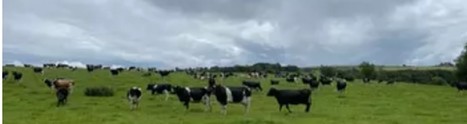 La surabondance de lait a-t-elle atteint sa fin en Irlande ? | Lait de Normandie... et d'ailleurs | Scoop.it