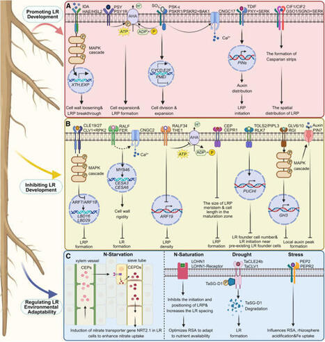 Peptide hormones in shaping root system architecture and environmental adaptation: Current advances and translational perspectives | Plant-Microbe Symbiosis | Scoop.it