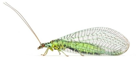 Más luz en la evolución de los insectos - Noticias de la Ciencia y la Tecnología | Bichos en Clase | Scoop.it