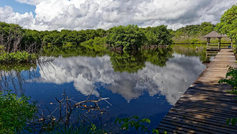 En Guyane, de l'ADN environnemental pour inventorier les poissons sans les blesser | &Eacute;cosyst&egrave;mes Tropicaux | Scoop.it