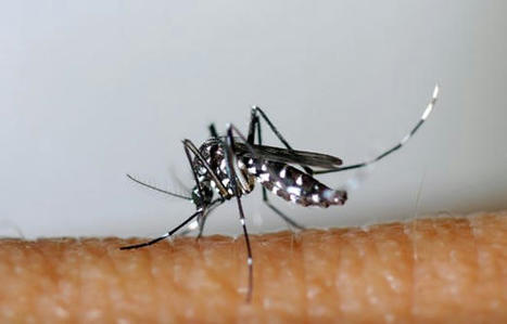 Espèces invasives : « La France est parmi les pays les plus touchés », rappelle Franck Courchamps | Biodiversité | Scoop.it