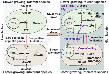 Slower-growing species promote interspecific cooperation and coexistence under acid stress through cross-feeding | ncm | RMH | Scoop.it