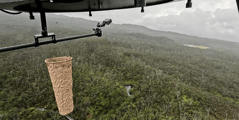 Drones are Helping Prevent Bird Extinction in Hawai‘i | Remotely Piloted Systems | Scoop.it