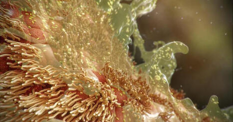 Babies die of whooping cough in several states; third-trimester vaccines could protect them | Dorit Reiss | H&eacute;sitations Vaccinales: Observatoire HESIVAXs | Scoop.it