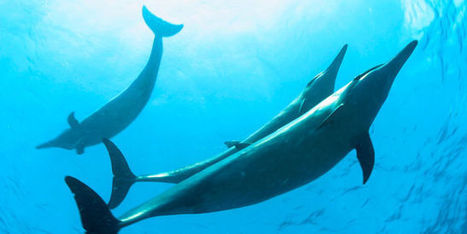Les grands animaux marins menacés d’extinction par l’homme | Biodiversité | Scoop.it