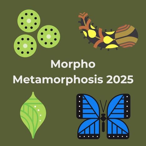 Register for Morpho Metamorphosis!   | RAINFOREST EXPLORER | Scoop.it