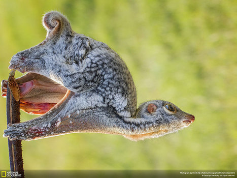 Breathtaking Nature Entries For The National Geographic Photo Contest 2014 | 16s3d: Bestioles, opinions & pétitions | Scoop.it