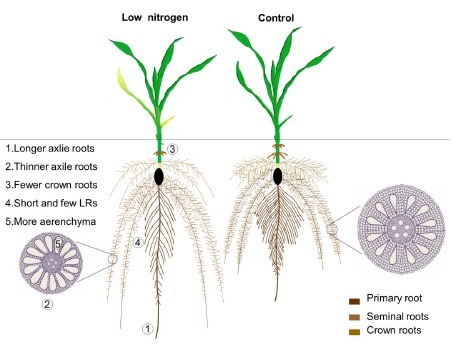 Plant Science 