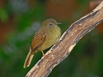 To Predict a Bird’s Song, Head Out to Space | Science News | Scoop.it