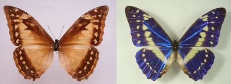 Quels messages codés portent les ailes des papillons ? | Biodiversité | Scoop.it