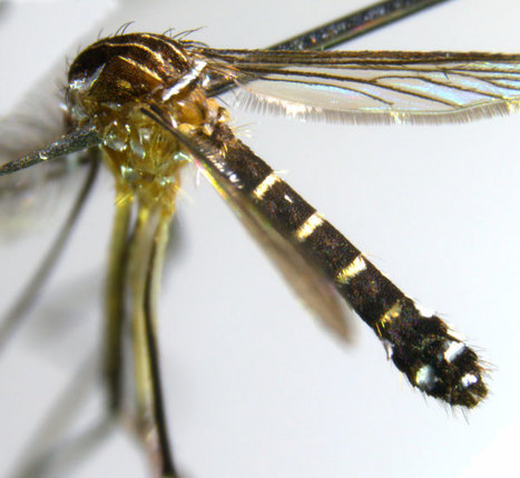 Dengue, chikungunya : un vecteur potentiel découvert à Mayotte | EntomoScience | Scoop.it