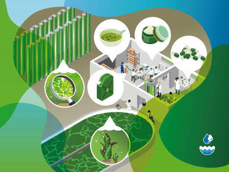 Innovation dans le domaine des algues: des alternatives durables émergent des mers et des eaux européennes | Innovation Agro-activités et Bio-industries | Scoop.it