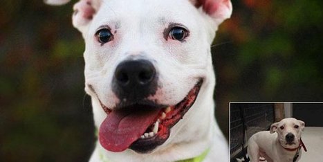 Single Photographs Are Saving Lives Of Shelter Animals | Visual*~*Revolution | Scoop.it