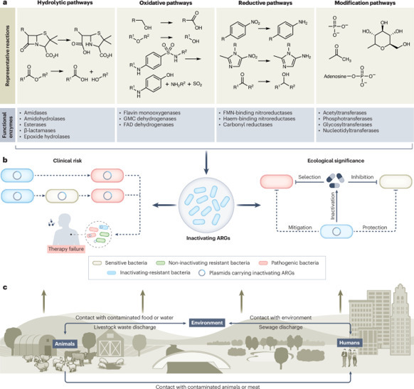 Neglected positive role of inactivating antibio...