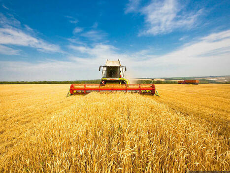 Durum wheat harvest ends in FRANCE | MED-Amin network | Scoop.it