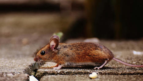 Cellular Reprogramming Extends Lifespan in Mice, Longevity Startup Says | LongevityBluePrintRx | Scoop.it