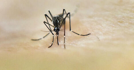 Réchauffement climatique : la dengue et le chikungunya pourraient devenir endémiques en Europe | Biodiversité | Scoop.it