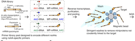 Genetic code expansion enables programmable covalent protein design | brvsb | RMH | Scoop.it
