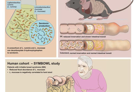 Serotonin producing human microbiota identified! | Mucosal Immunity | Scoop.it