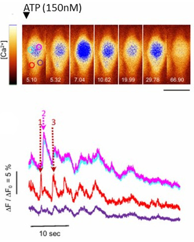 D&eacute;couverte d&rsquo;un nouveau type de signal calcique rapide et coordonn&eacute;, r&eacute;v&eacute;lant un m&eacute;canisme in&eacute;dit de modulation de la r&eacute;ponse inflammatoire par EPEC | Life Sciences Universit&eacute; Paris-Saclay | Scoop.it