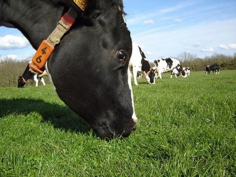 Méthanisation : l'utilité des bouses de vaches | Build Green, pour un habitat écologique | Scoop.it