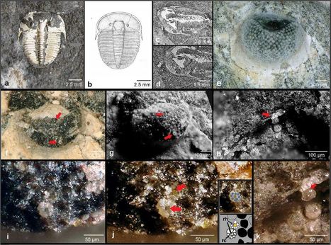 Les trilobites vivant il y a 429 millions d'années avaient des yeux comme des insectes modernes | EntomoNews | Scoop.it